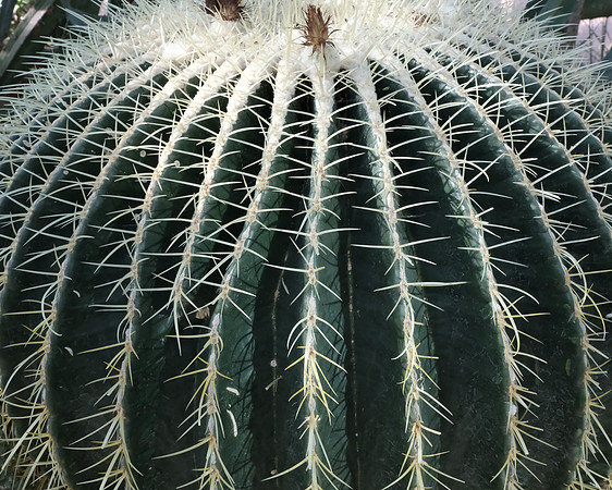 ABQ Botanic Garden Conservatory blue barrel cactus 2025