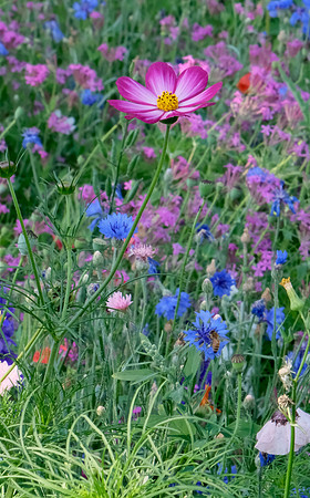 wildflower garden at PERA Santa Fe 8 2025