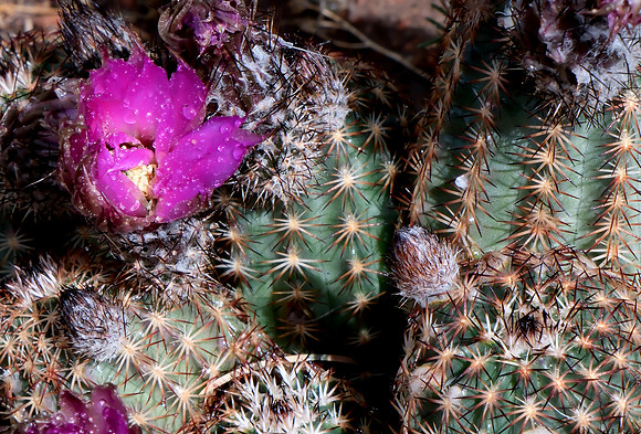 flowers and plants - barrel cactus and spines