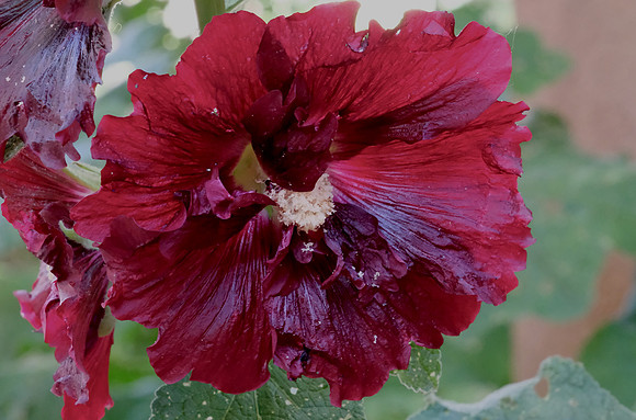 Hollyhocks - in praise of pollen 4