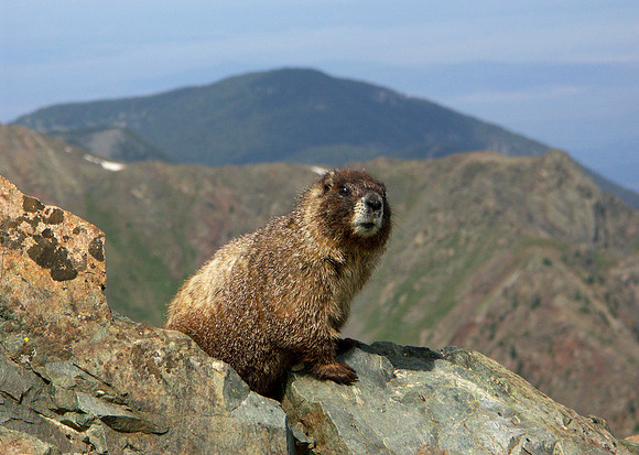 marmot - What are you looking at?
