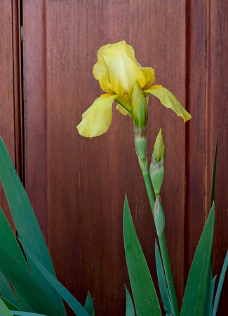 Flowers - Iris 2 2025