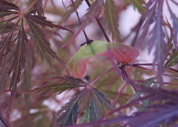 trees - Japanese maple seeds 3 2024