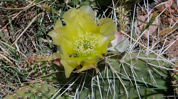 flowers and plants - prickly pear cactus 2025