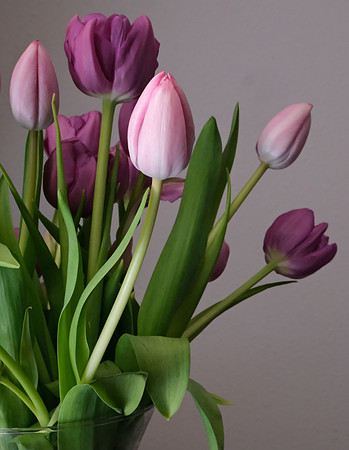 Flowers - tulips from Cristina 2 2025