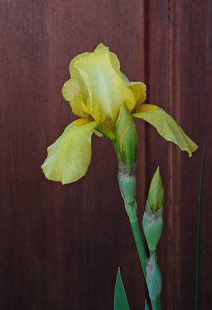 Flowers - Iris 5 2025