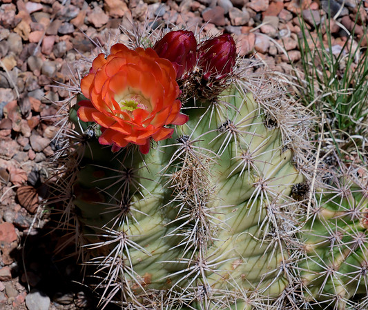 flowers and plants - barrel cactus 1 2025