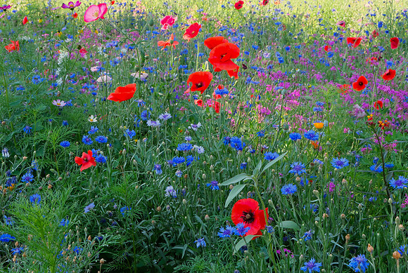 wildflower garden at PERA Santa Fe 1 2025