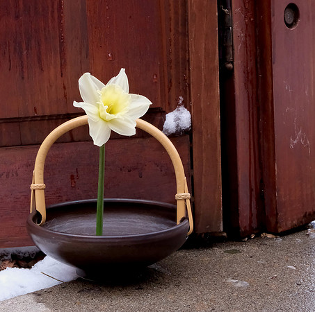 daffodil & vase still life 2 2025