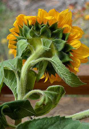 sunflower for blog 4