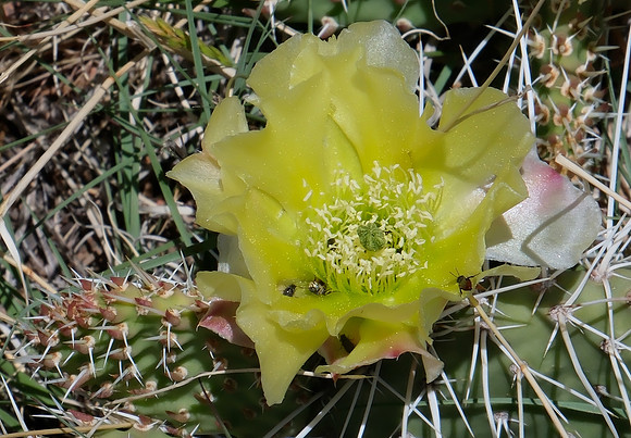 flowers and plants - prickly pear cactus - in praise of pollen 2 2025