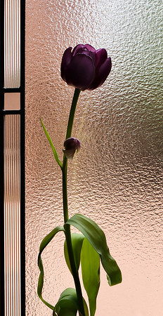 Flowers - tulips from Cristina 1 2025