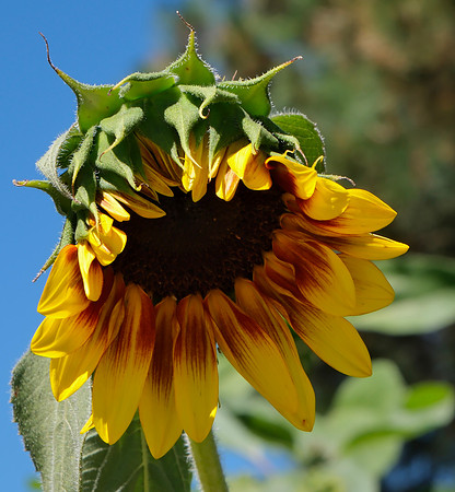 flowers in Santa Fe 3 2025