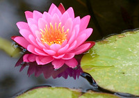 water lily/lotus for blog 2024