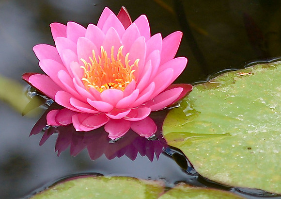 water lily/lotus for blog 2024