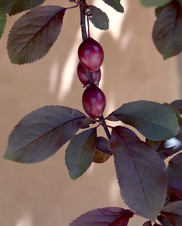 Flowers and plants - flowering plums 1 2024