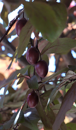 Flowers and plants - flowering plums 2 2024