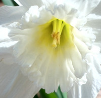 Flowers - daffodils - Ice Follies 2023 8