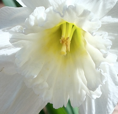 Flowers - daffodils - Ice Follies 2023 8