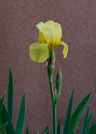 Flowers - Iris 4 2025