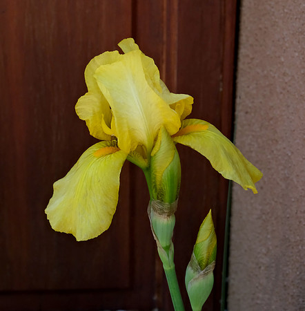 Flowers - Iris 3 2025