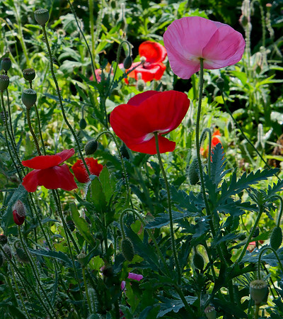 wildflower garden at PERA Santa Fe 5 2025