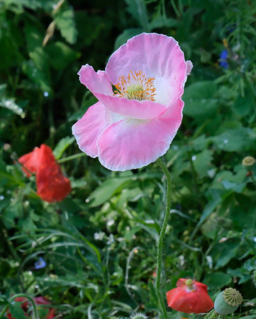 wildflower garden at PERA Santa Fe 3 2025