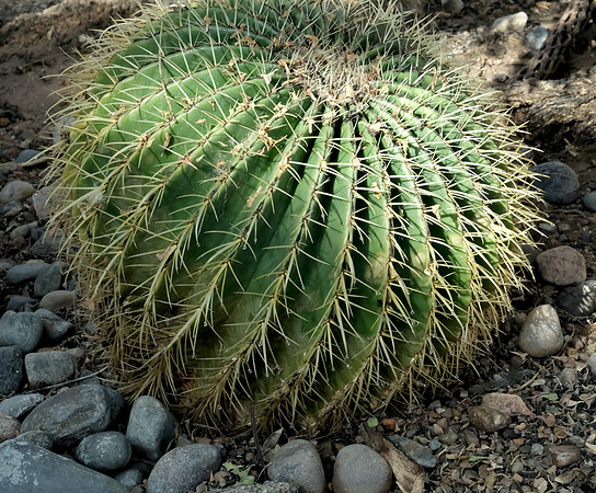 ABQ Botanic Garden Conservatory gold barrel cactus 2025